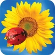 Ladybird Loves Eating Disorder Ladybird Loves Eating Disorder