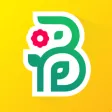 Buchet