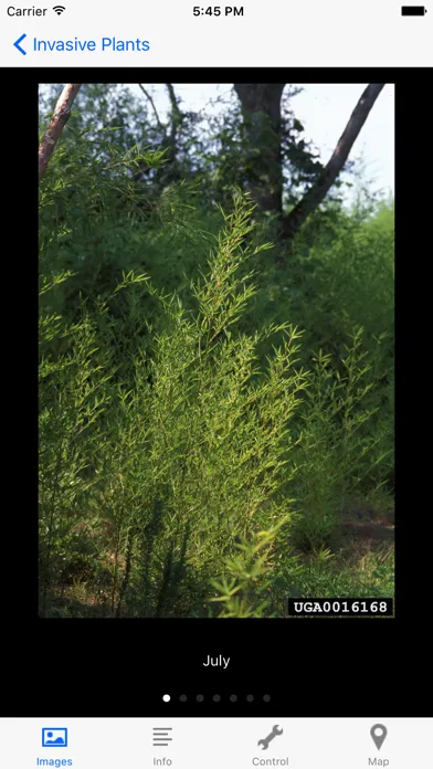 تصاویر Invasives in Southern Forests