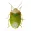 SE Agricultural Stink Bug ID