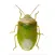 SE Agricultural Stink Bug ID