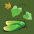VegDr