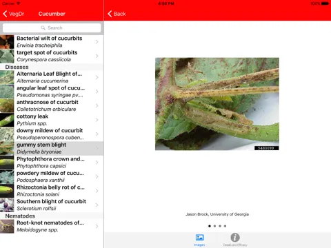ภาพหน้าจอของ VegDr iPad 