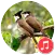 Bulbul Sounds