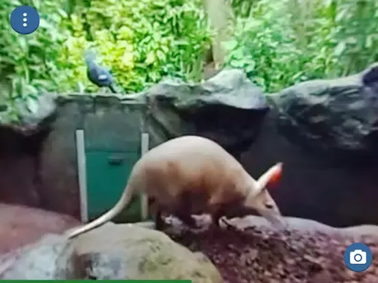 Zrzuty ekranu Burgers' Zoo Snapshot iPad 