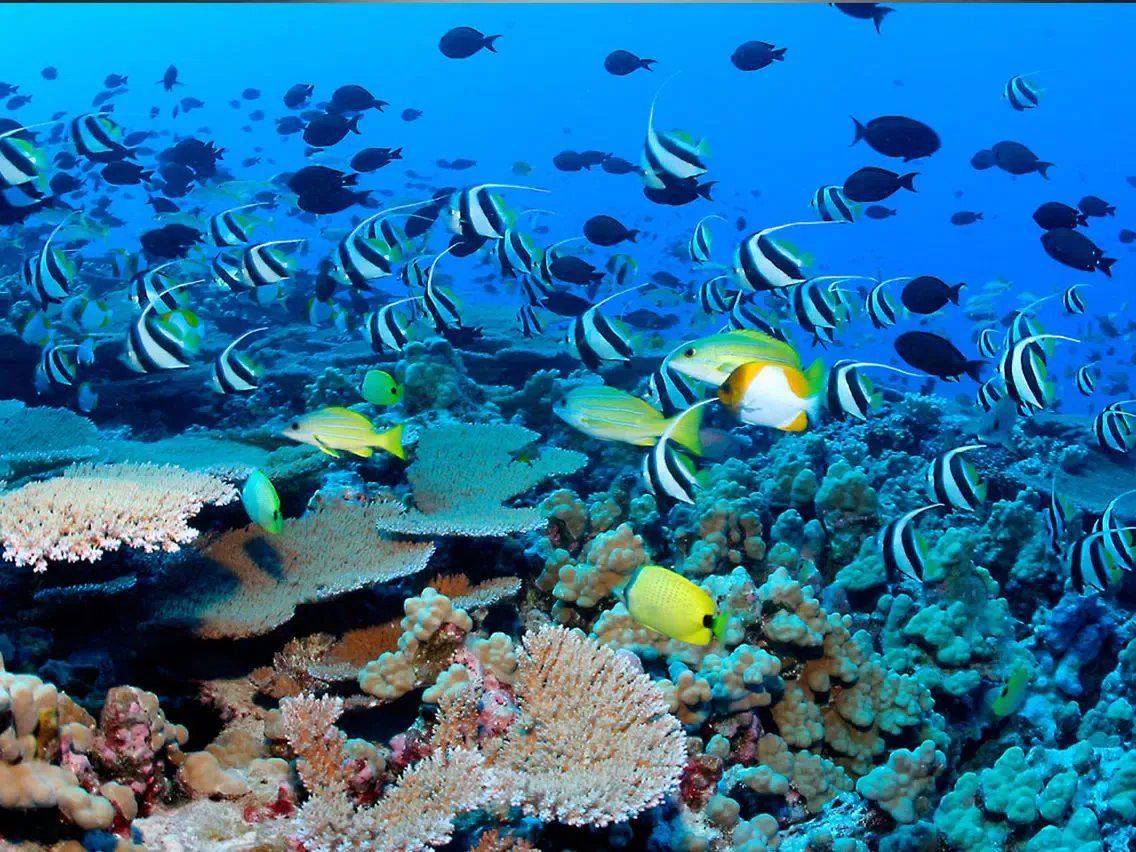 VR Scuba Diving for Google Carboard iPad  স্ক্রিনশট