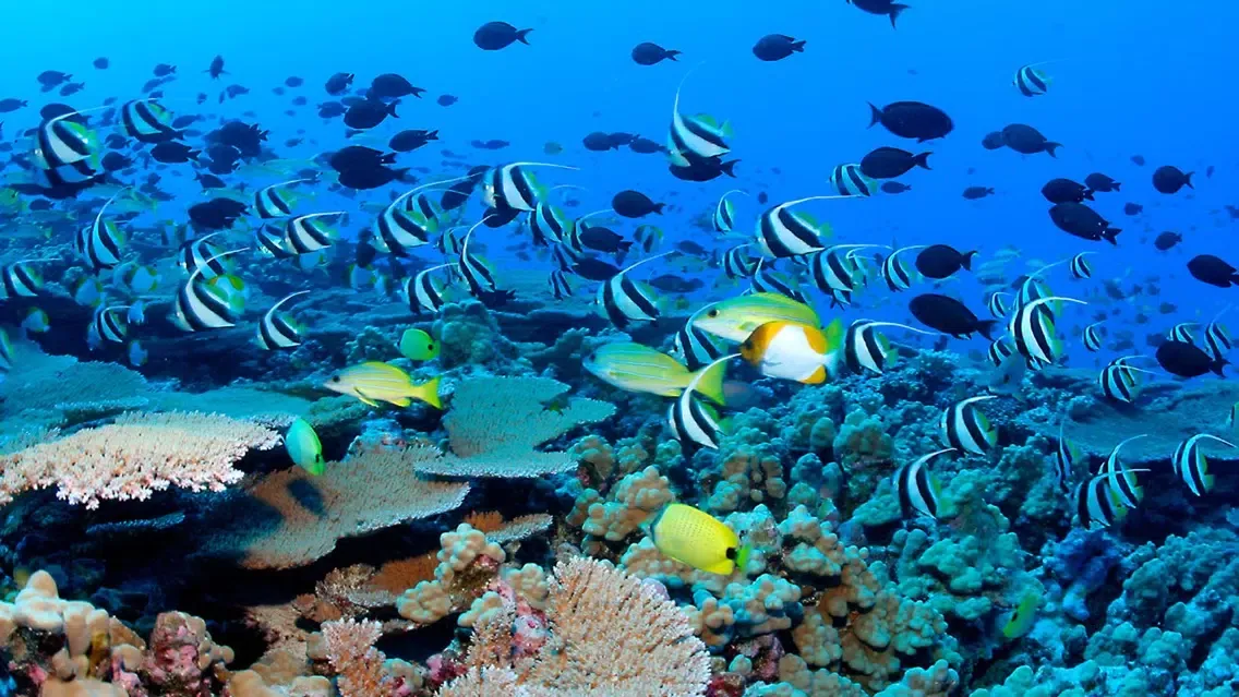 VR Scuba Diving for Google Carboard স্ক্রিনশট