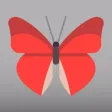 Butterfly Go! - Travel and catch them all