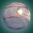 The Marble Battle