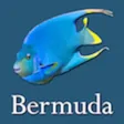 Bermuda Reef Life HD Bermuda Reef Life HD