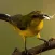 Suara Burung Kolibri Gacor
