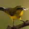 Suara Burung Kolibri Gacor
