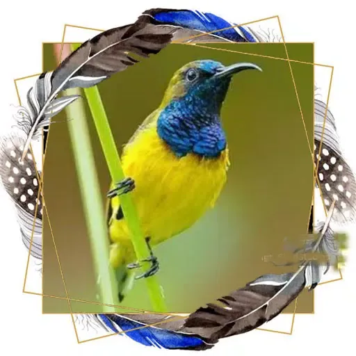 Suara Pikat Sogon Ampuh স্ক্রিনশট