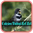 coleiro tui tui zel zel coleiro tui tui zel zel