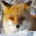 Cute Fox Healing Life