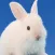 rabbit breeding game