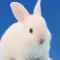 rabbit breeding game