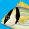 Marine Fishes