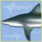 Sharks & Rays - ID Guide