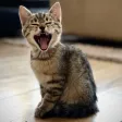 Ultimate Cat Soundboard