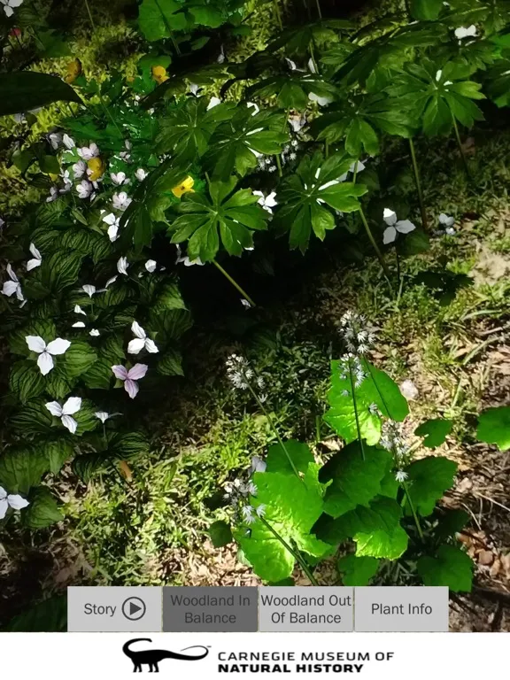 Captures d'écran de AR Perpetual Garden iPad 