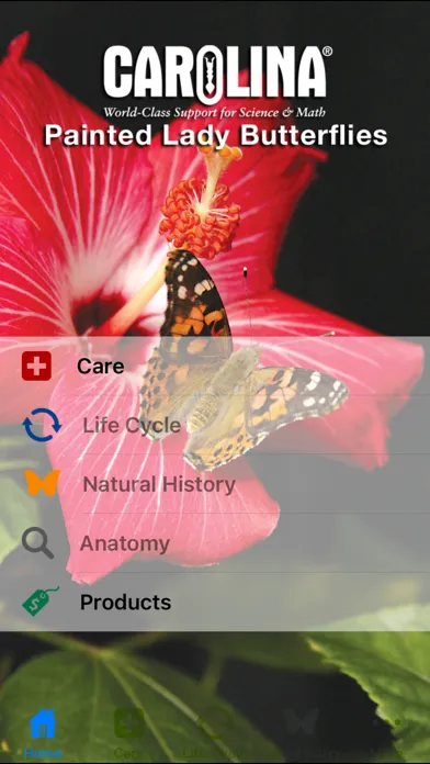 Tangkapan skrin Painted Lady Butterflies Lite