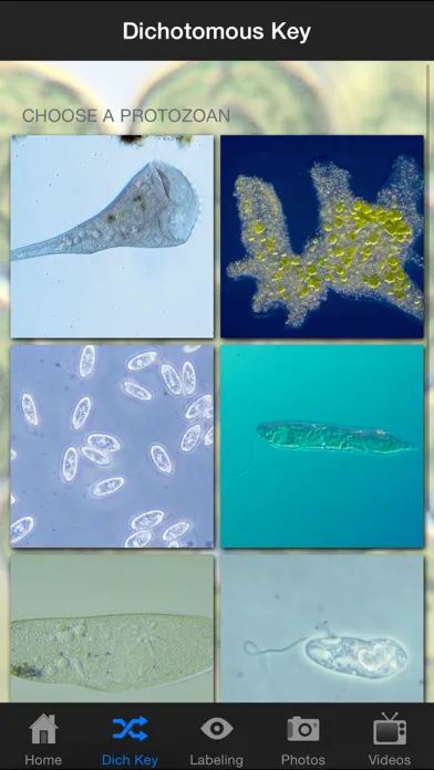 Protozoan Identification 스크린샷
