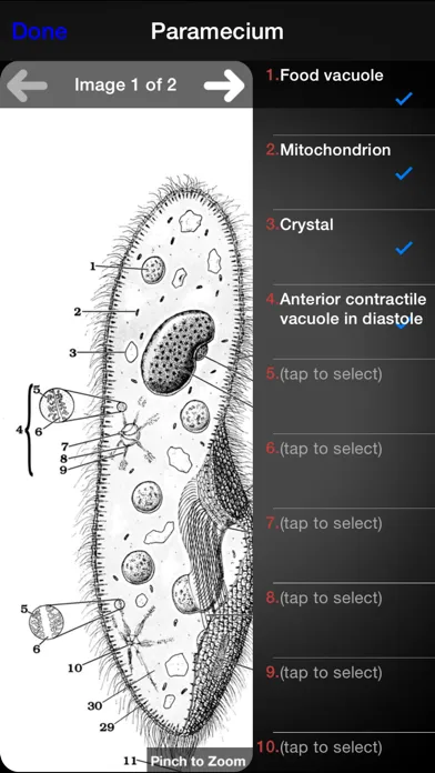 Protozoan Identification 스크린샷