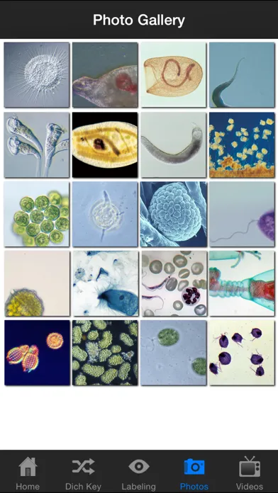 Protozoan Identification 스크린샷
