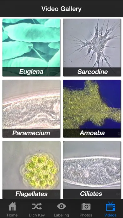 Protozoan Identification 스크린샷