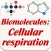 Biomolecules: Cell respiration