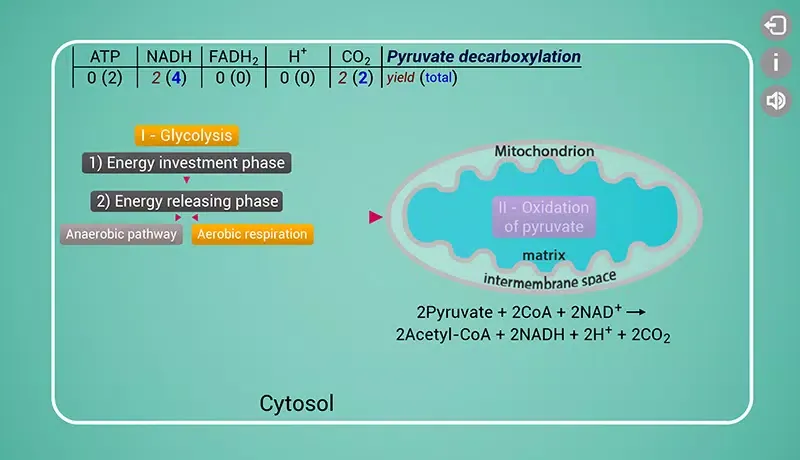 Biomolecules: Cell respiration应用截图