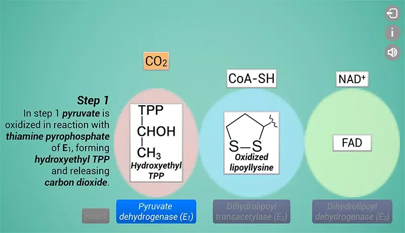 Biomolecules: Cell respiration应用截图