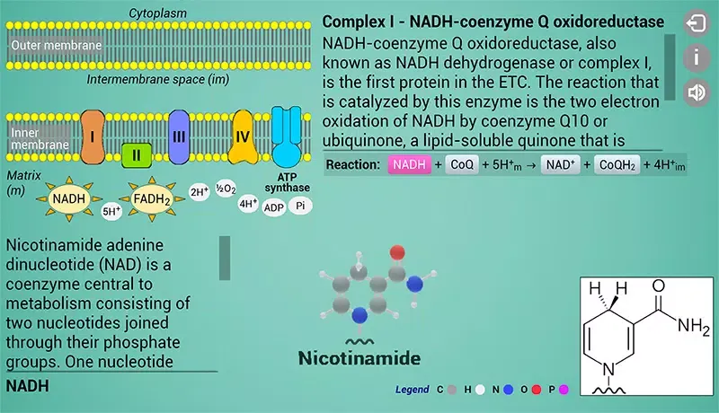 Biomolecules: Cell respiration应用截图