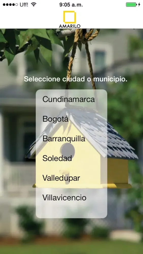 تصاویر Amarilo