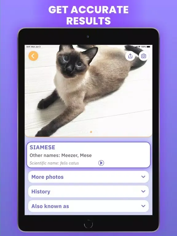 Capturas de tela do Cat Scanner : Breed Identifier iPad 