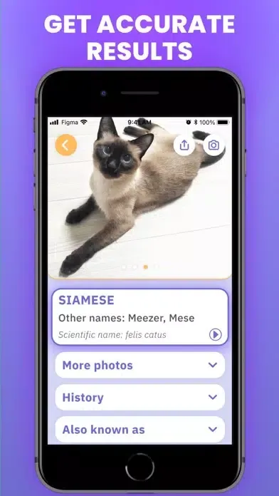 Capturas de tela do Cat Scanner : Breed Identifier