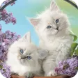 Cute Cat Wallpaper