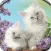 Cute Cat Wallpaper