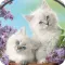 Cute Cat Wallpaper