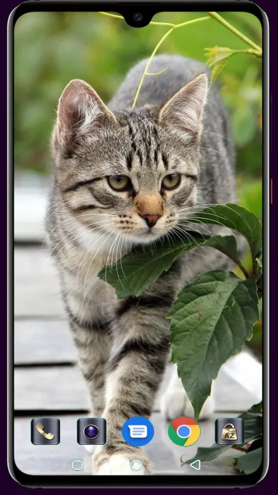 Cute Cat Wallpaper Screenshots