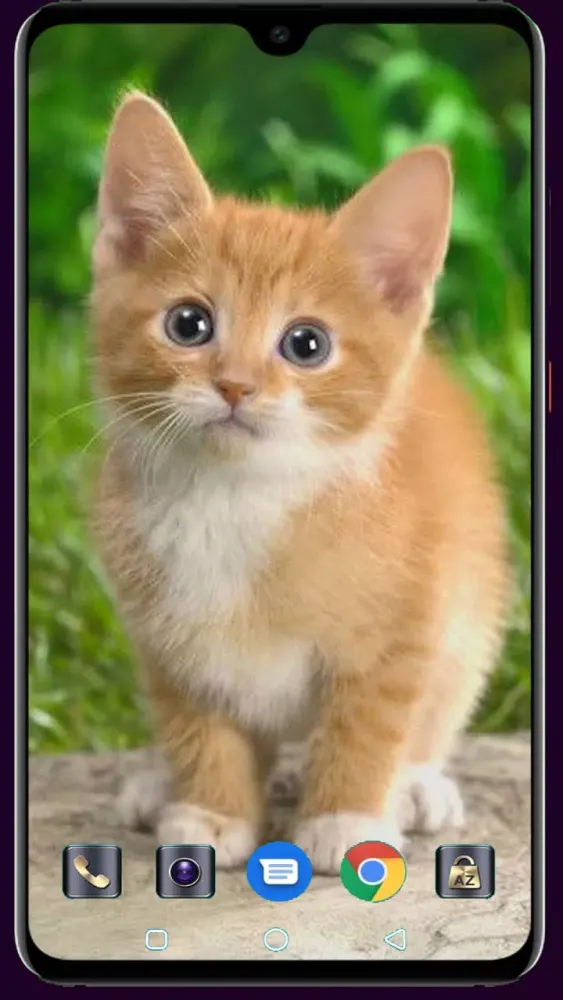 Cute Cat Wallpaper Screenshots