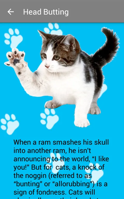 Tangkapan layar Guide to your Cat