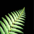 New Zealand Nature Sounds