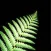 New Zealand Nature Sounds