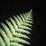 New Zealand Nature Sounds Premium Class