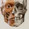 3D Anatomy for the Artist