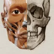 3D Anatomy for the Artist 3D Anatomy for the Artist