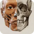 3D Anatomy for the Artist 2024