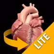 Heart - 3D Atlas of Anatomy Lite Heart - 3D Atlas of Anatomy Lite